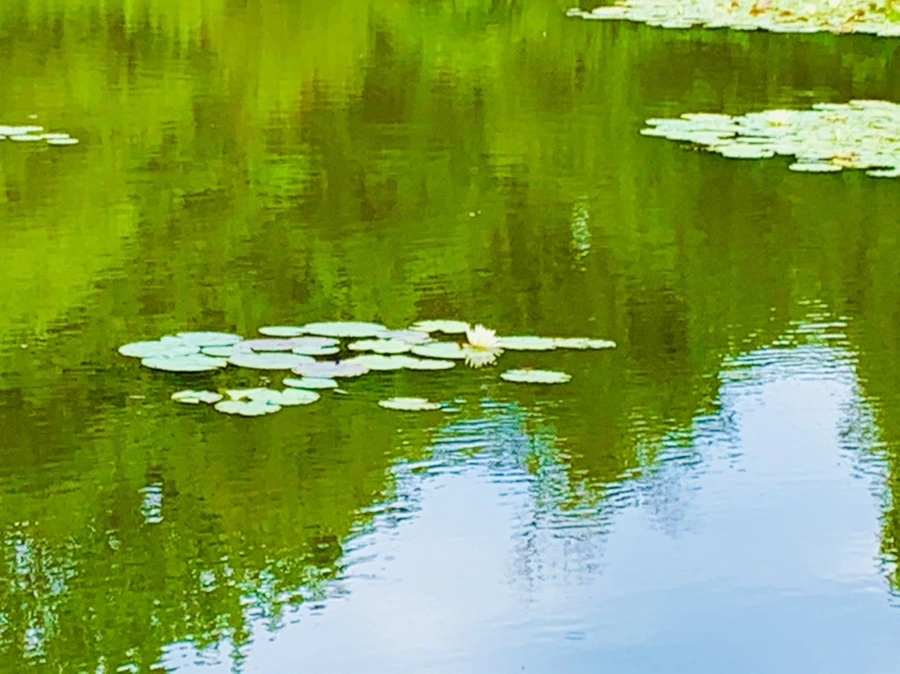 IMG_5145.jpg?type=w966