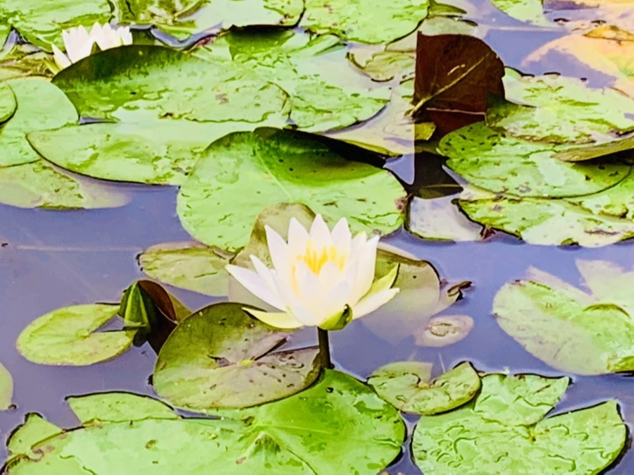 IMG_7848.jpg?type=w966