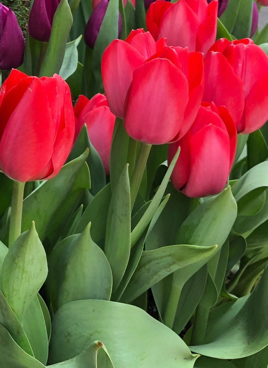 IMG_4266.jpg?type=w966