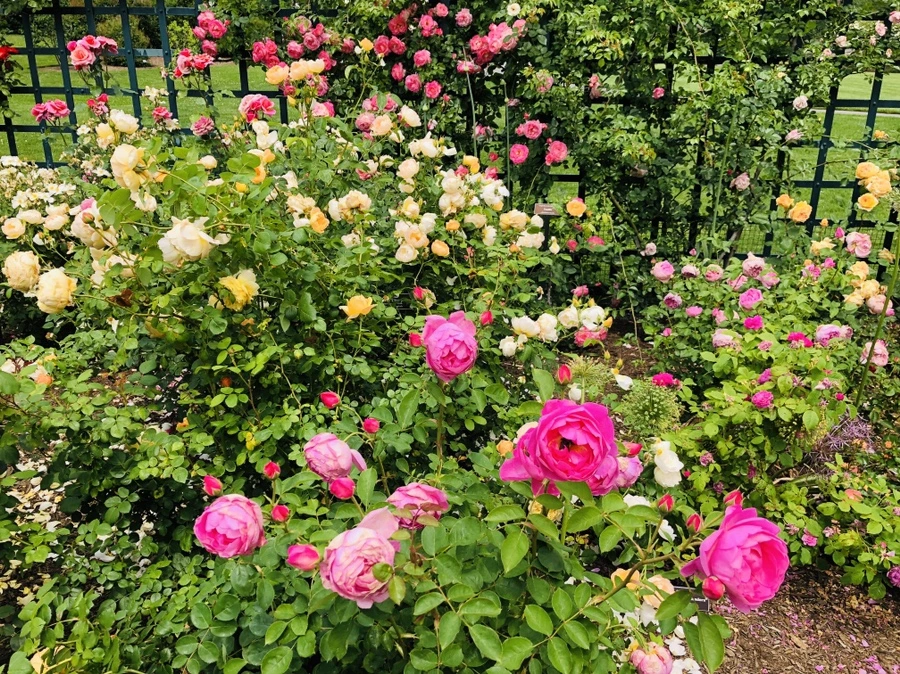 IMG_5709.jpg?type=w966