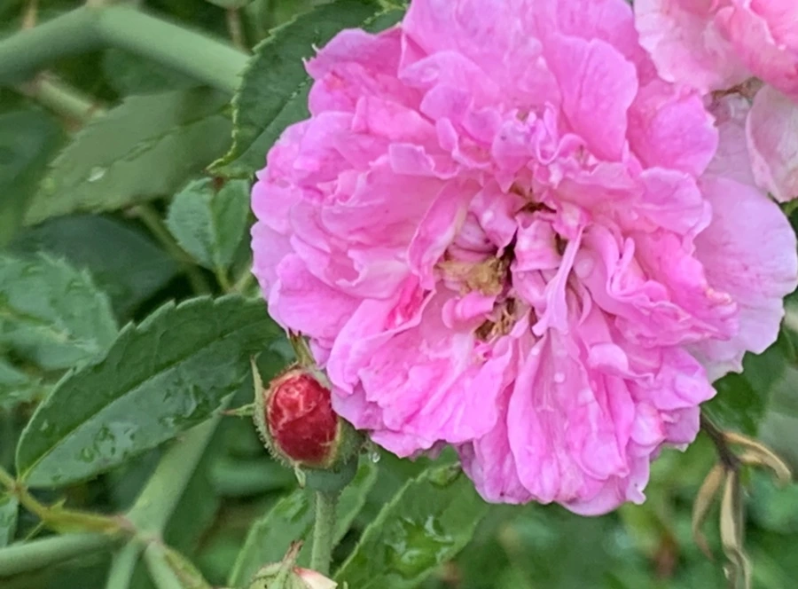 IMG_0928.jpg?type=w966