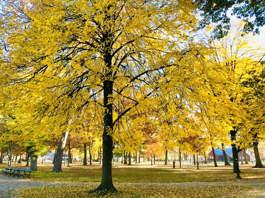 IMG_4075.jpg?type=w966