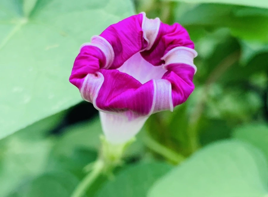 IMG_5997.jpg?type=w966