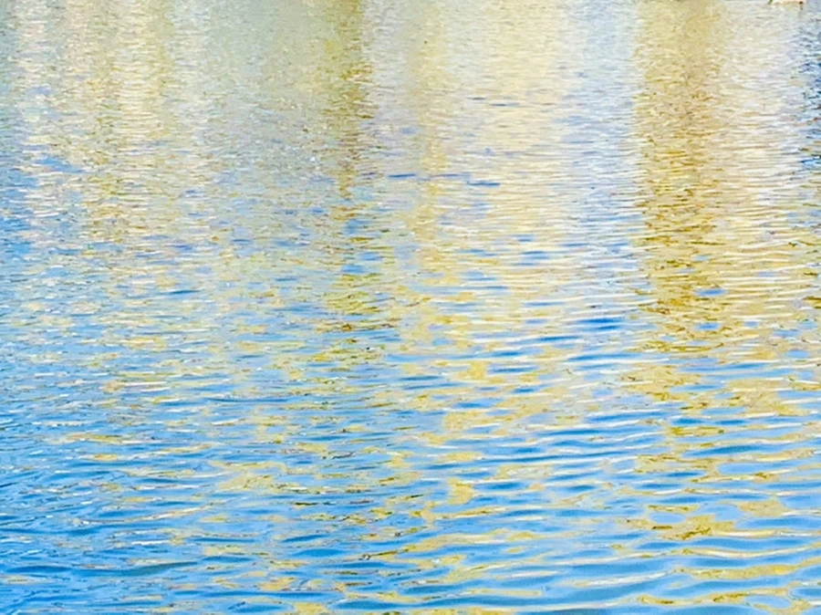 IMG_3052.jpg?type=w966