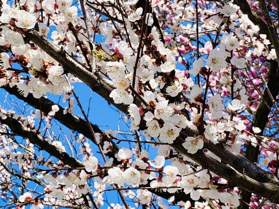 IMG_7597.jpg?type=w966