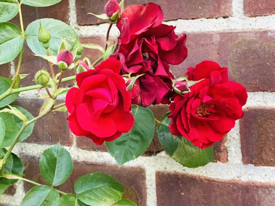 IMG_4610.jpg?type=w966