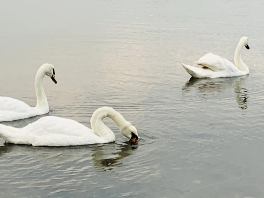 IMG_0322.jpg?type=w966