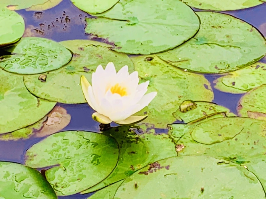 IMG_7846.jpg?type=w966