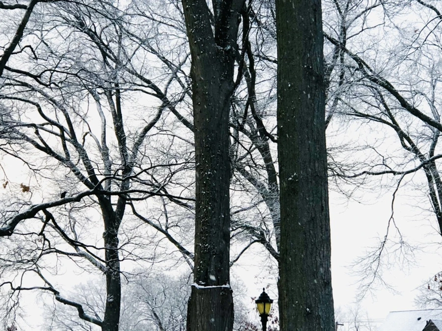 IMG_4445.jpg?type=w966