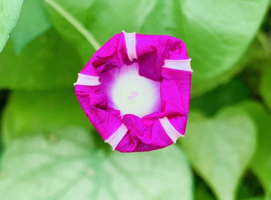 IMG_5993.jpg?type=w966