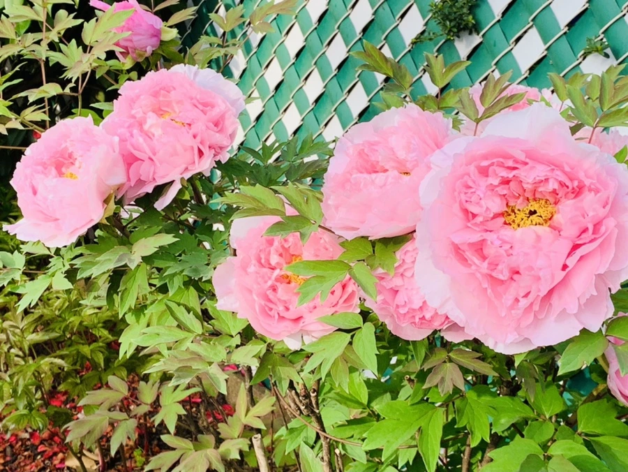 IMG_9101.jpg?type=w966