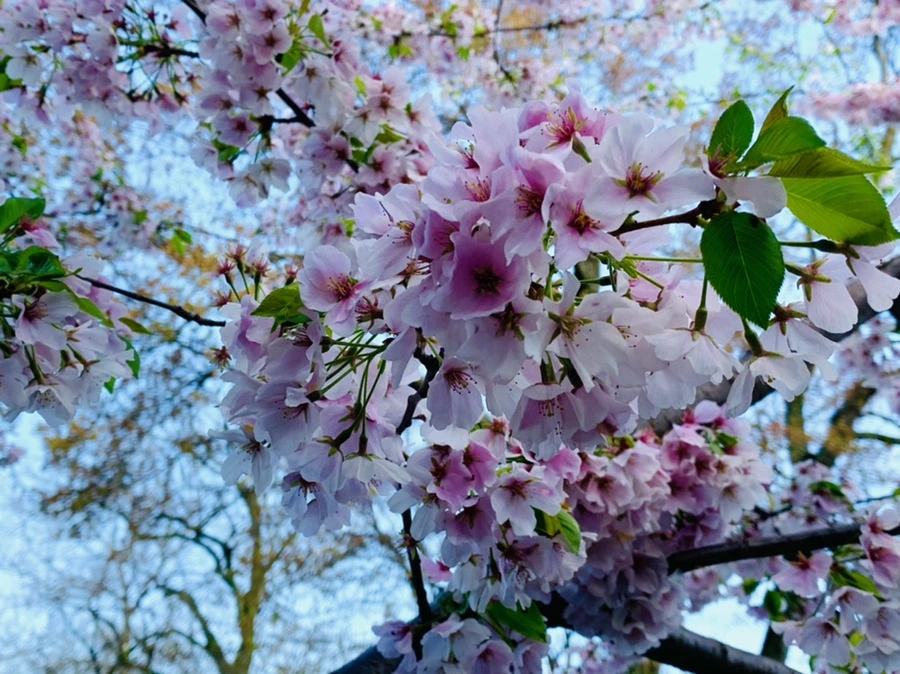 IMG_2636.jpg?type=w966