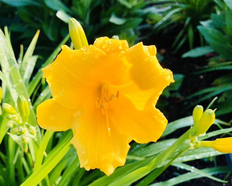 IMG_8086.jpg?type=w966