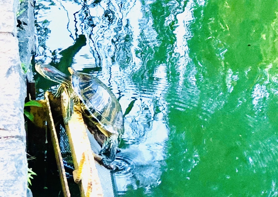 IMG_1500.jpg?type=w966