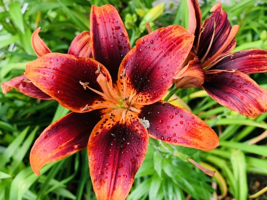 IMG_7289.jpg?type=w966