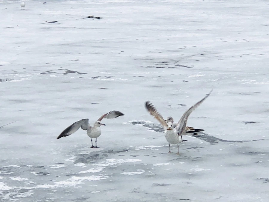 IMG_6229.jpg?type=w966