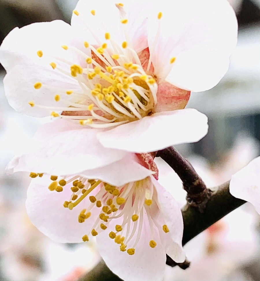 IMG_1706.jpg?type=w966