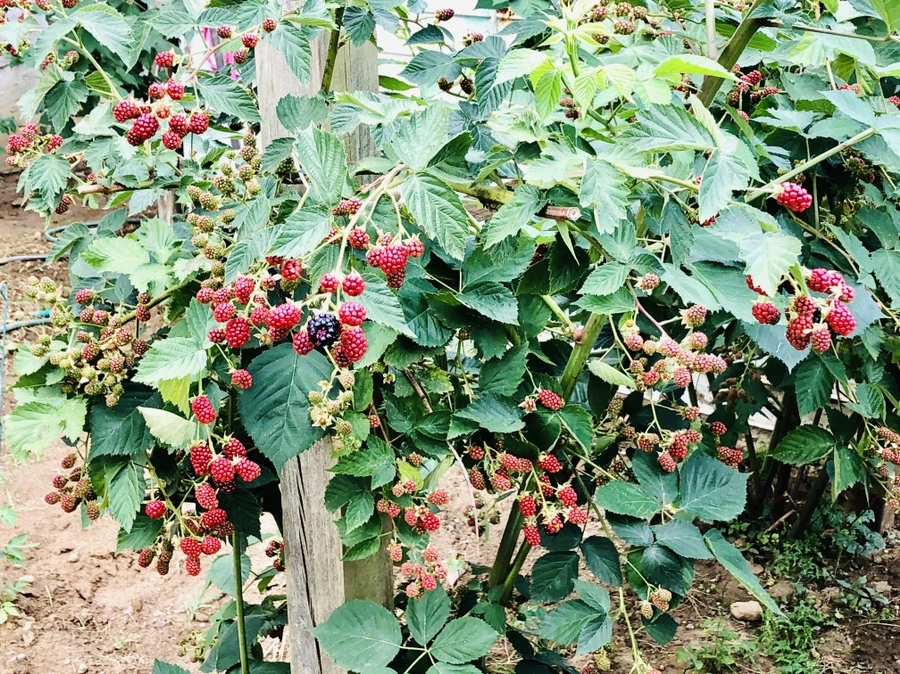 IMG_1675.jpg?type=w966