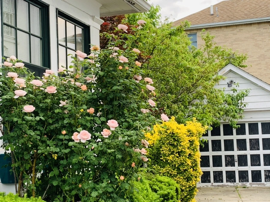 IMG_5497.jpg?type=w966