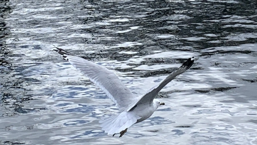 IMG_7888.jpg?type=w966