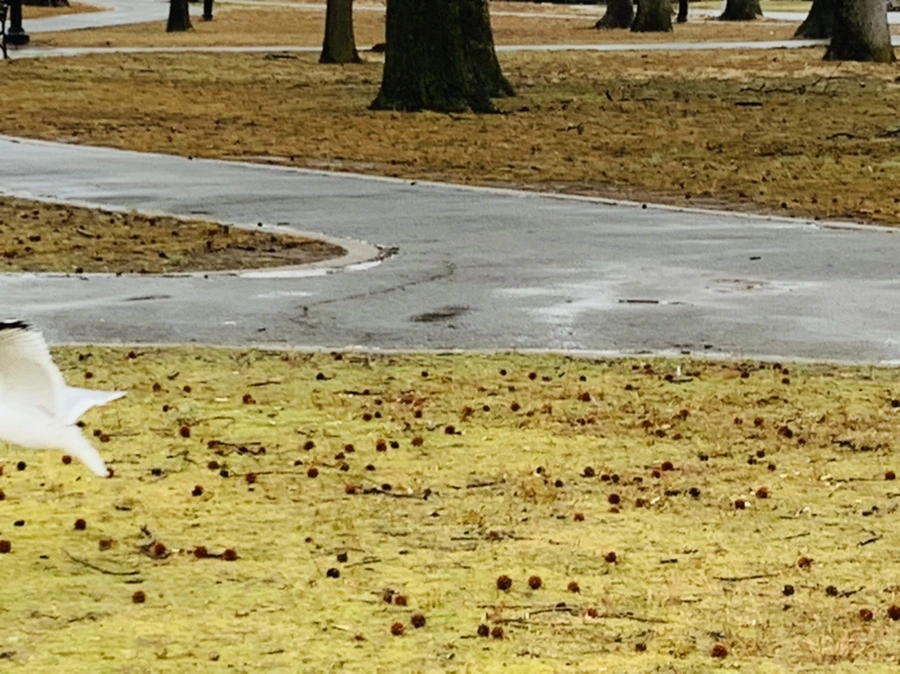 IMG_2077.jpg?type=w966