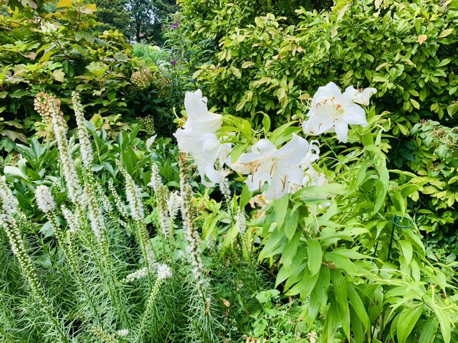 IMG_4916.jpg?type=w966