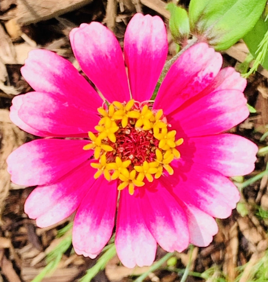 IMG_0486.jpg?type=w966