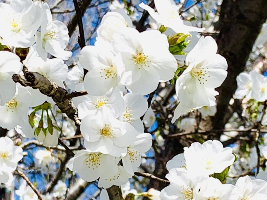 IMG_8409.jpg?type=w966