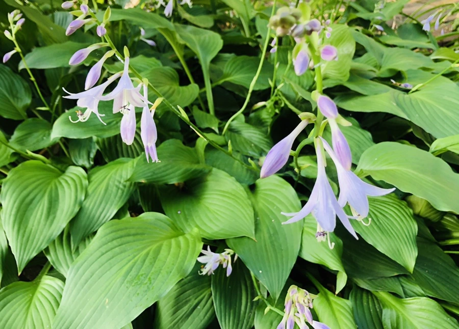 IMG_1853.jpg?type=w966