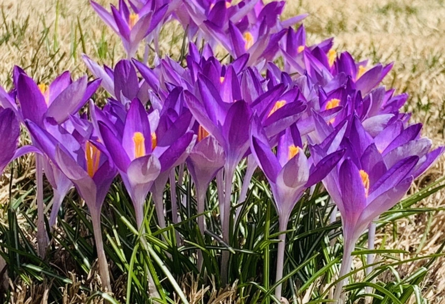 IMG_0681.jpg?type=w966