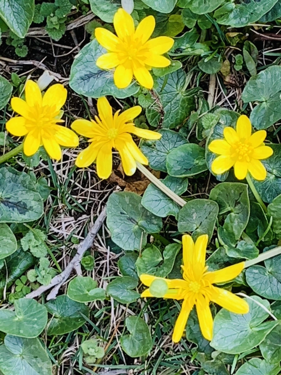 IMG_4539.jpg?type=w966