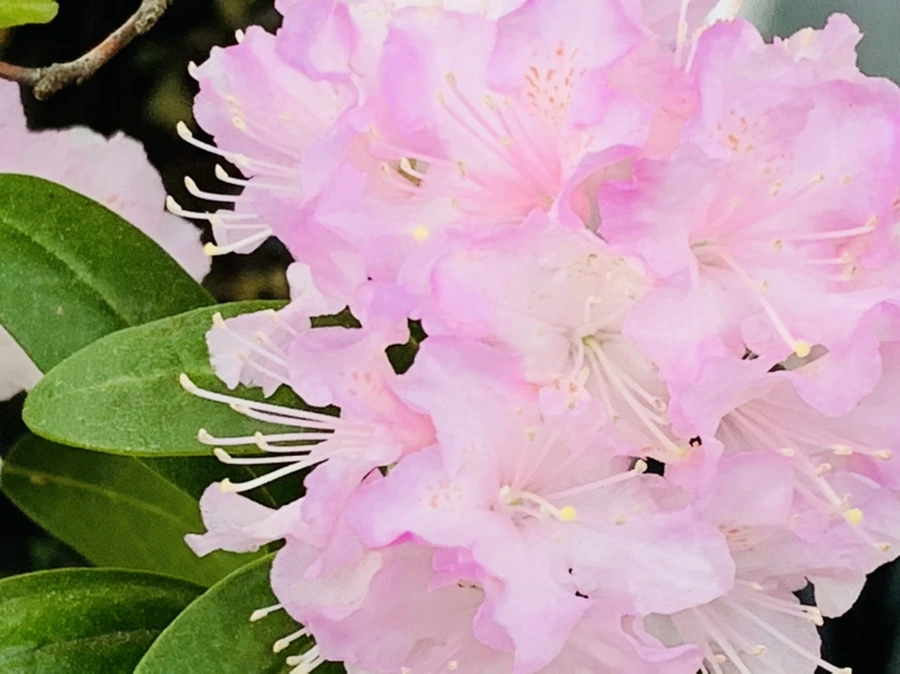 IMG_7688.jpg?type=w966