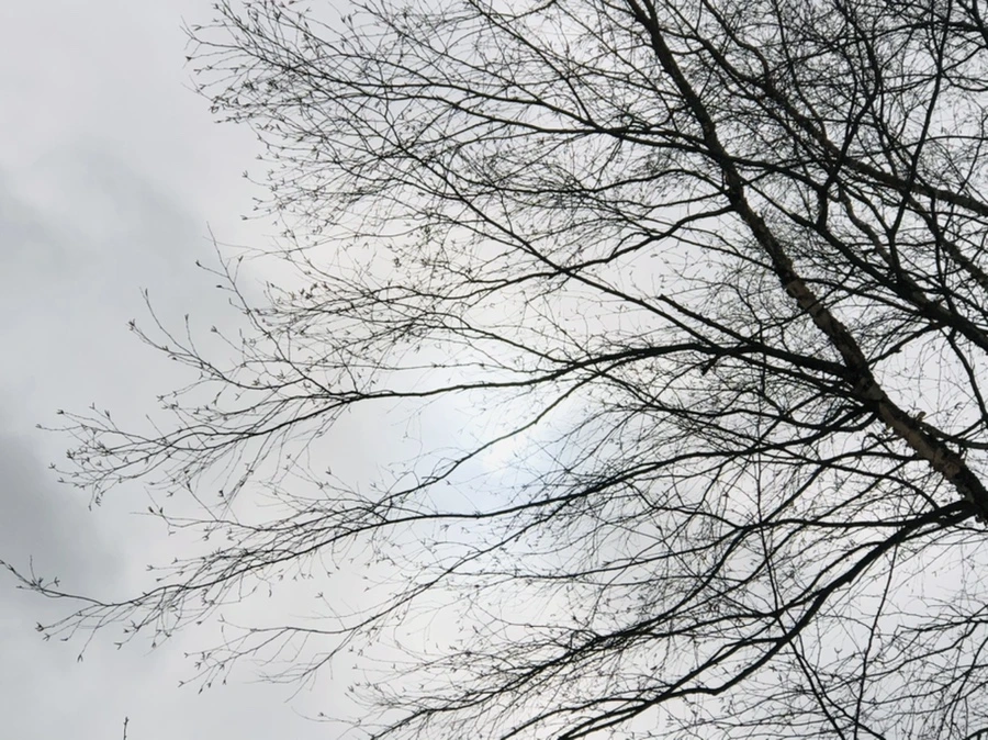 IMG_2608.jpg?type=w966