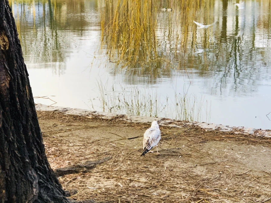 IMG_9153.jpg?type=w966