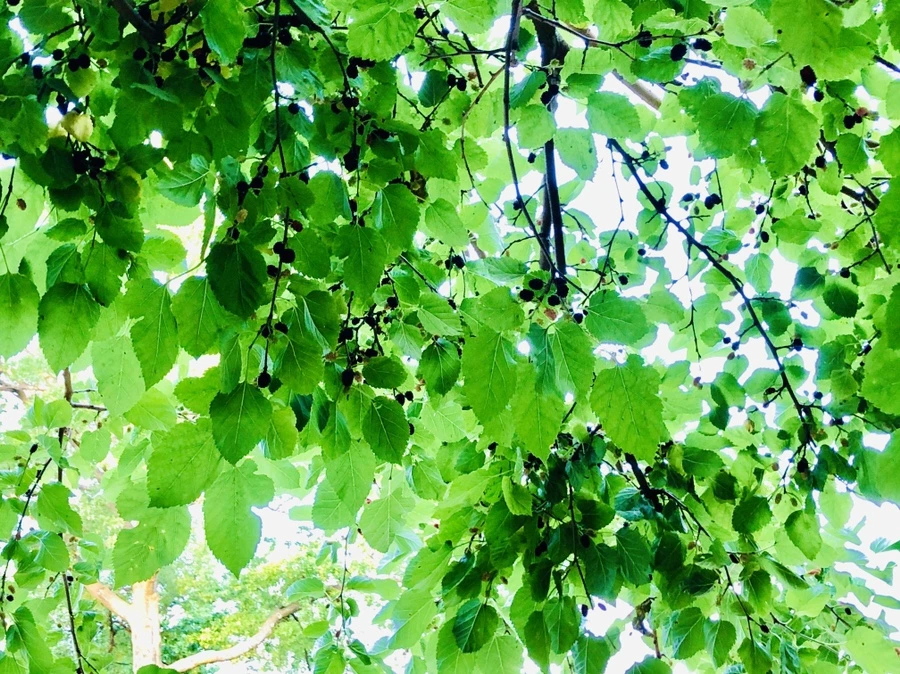 IMG_0398.jpg?type=w966