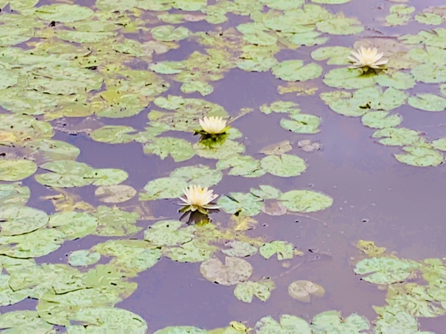 IMG_7802.jpg?type=w966