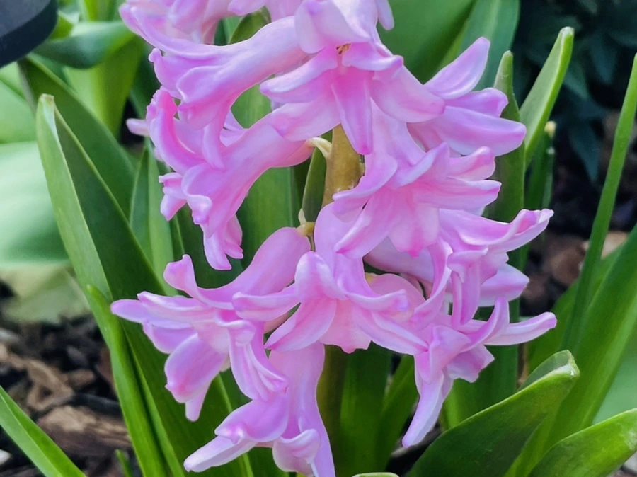 IMG_0522.jpg?type=w966