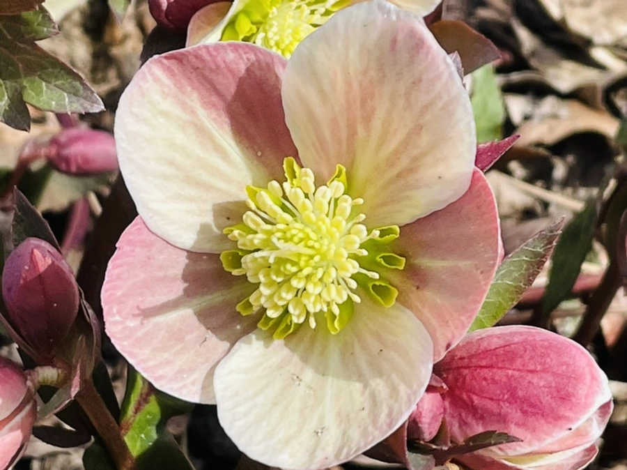 IMG_4165.jpg?type=w966