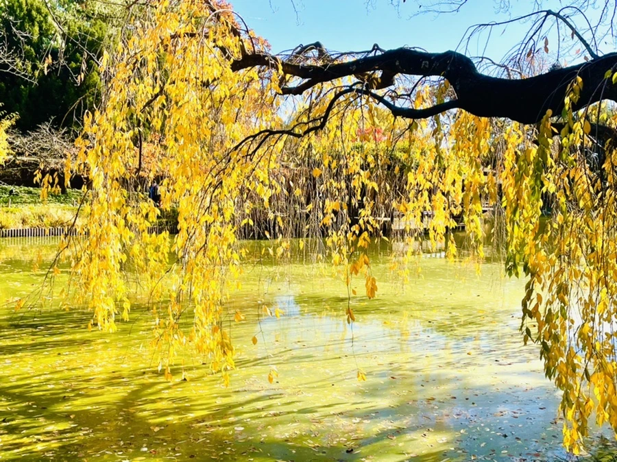 IMG_3084.jpg?type=w966