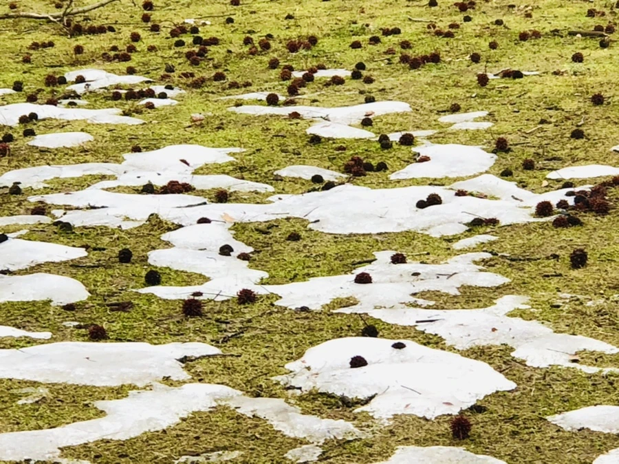 IMG_6309.jpg?type=w966