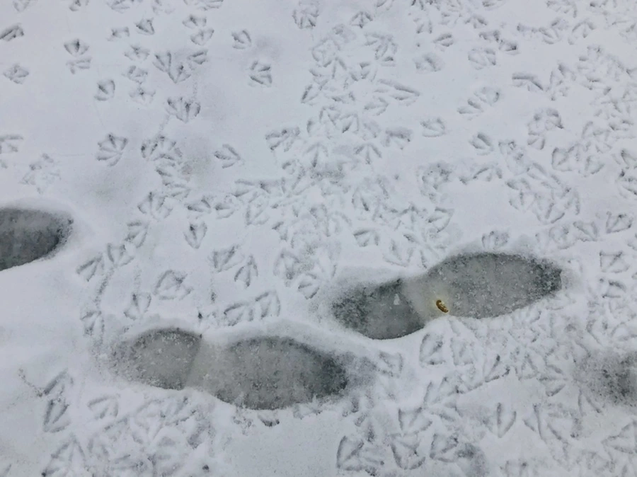 IMG_2561.jpg?type=w966