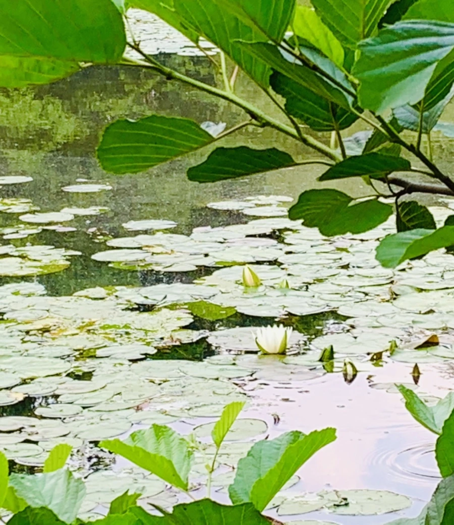 IMG_1497.jpg?type=w966