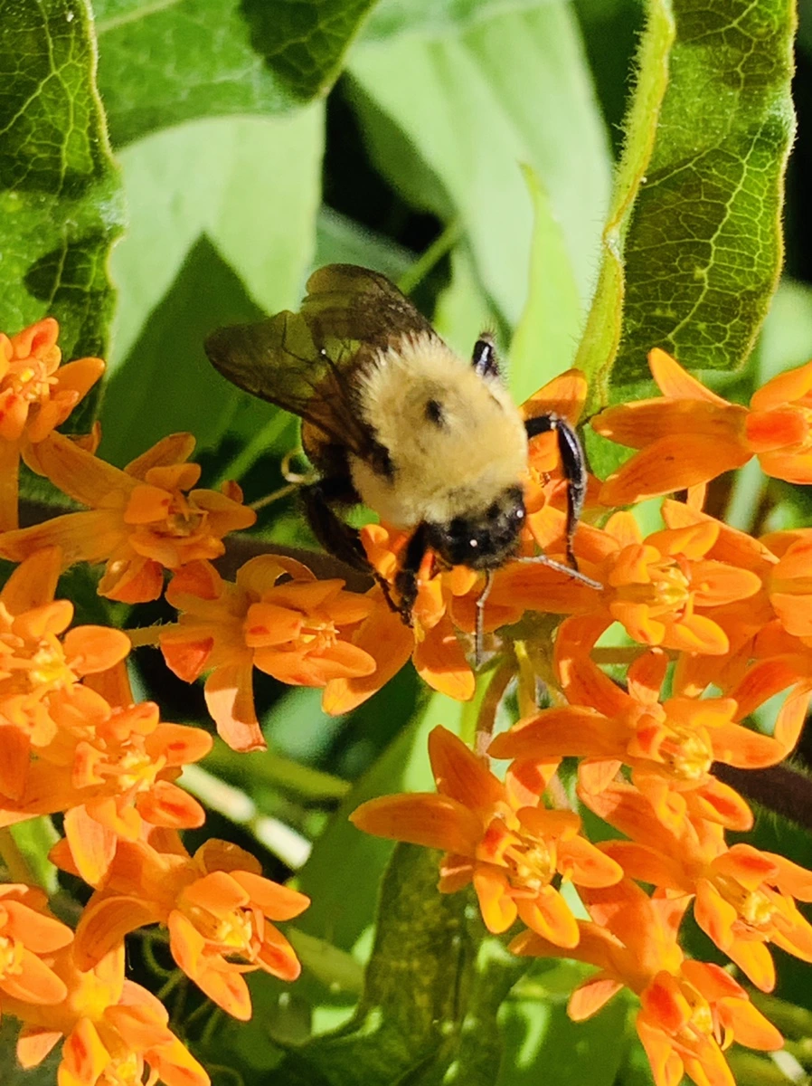 IMG_4695.jpg?type=w966