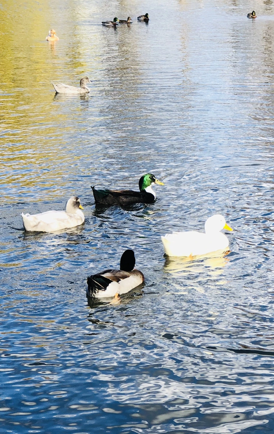 IMG_5792.jpg?type=w966