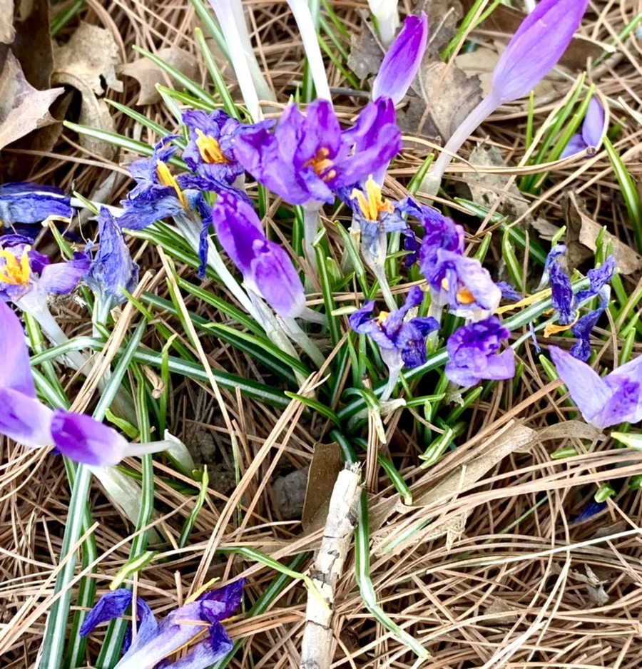 IMG_1425.jpg?type=w966