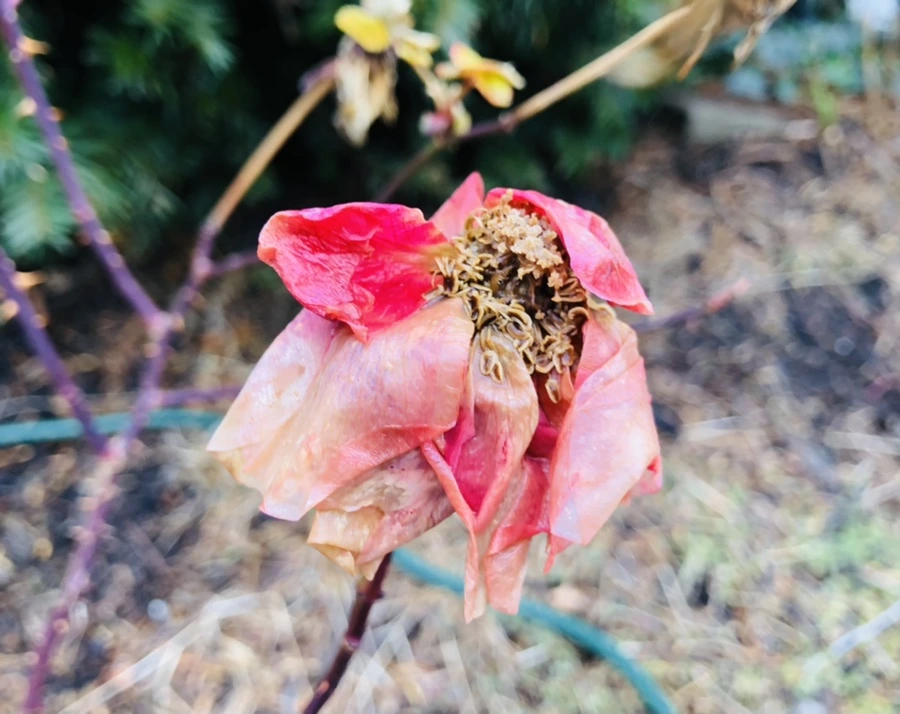 IMG_8600.jpg?type=w966