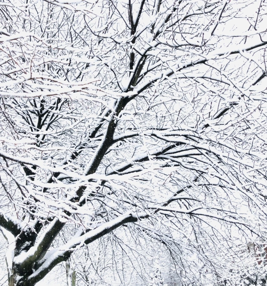 IMG_0955.jpg?type=w966