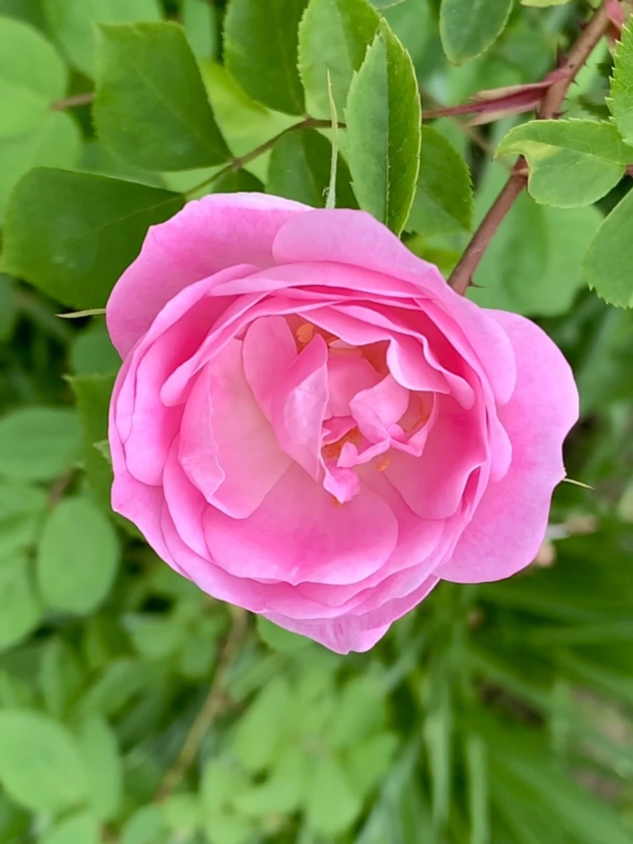 IMG_4853.jpg?type=w966