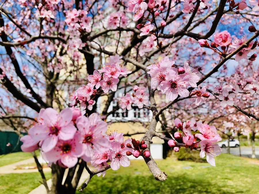 IMG_6596.jpg?type=w966