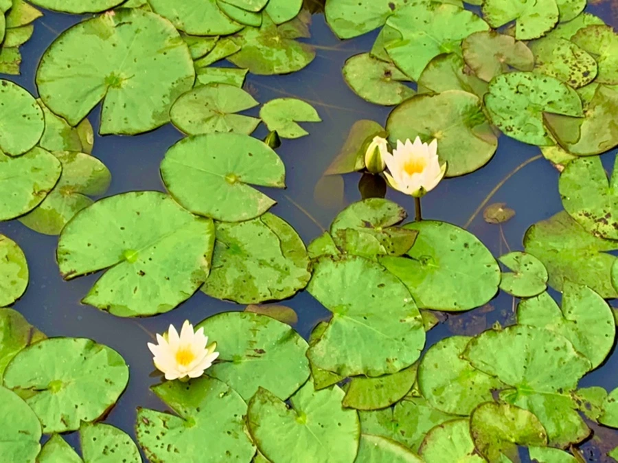 IMG_8260.jpg?type=w966